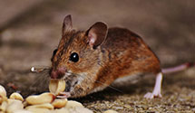 specialized-reptile-and-amphibian-enclosure-pest-management Experts in Social Security Admin Brm